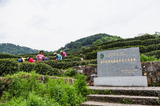 杭州龙井茶园