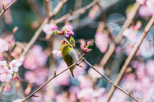 花港观鱼公园绣眼鸟