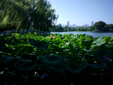 大明湖夏雨荷