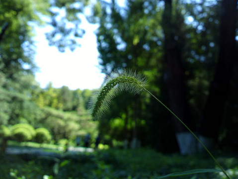 狗尾巴草