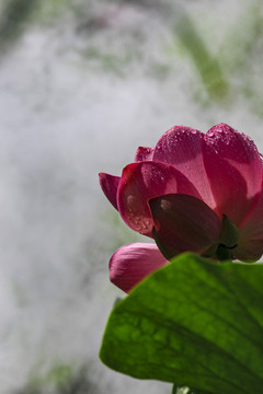 莲花荷花荷塘花瓣雨中清廉烟