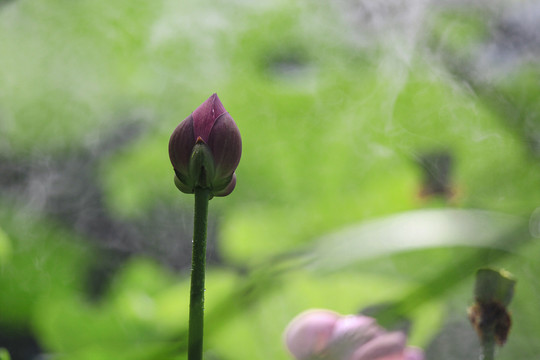 莲花荷花荷塘花瓣雨中亭立清廉