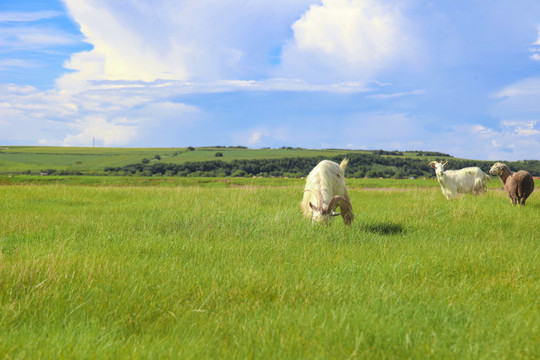 山羊草坪呼伦贝尔草原内蒙风光