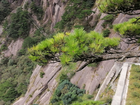 黄山迎客松