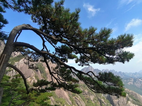 黄山迎客松