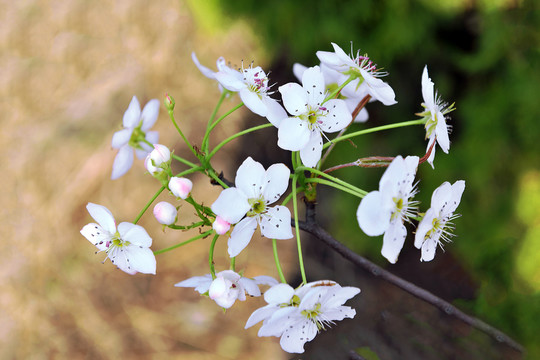 果园梨树花