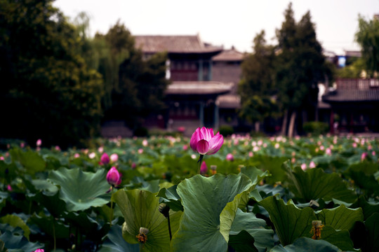 保定古莲花池