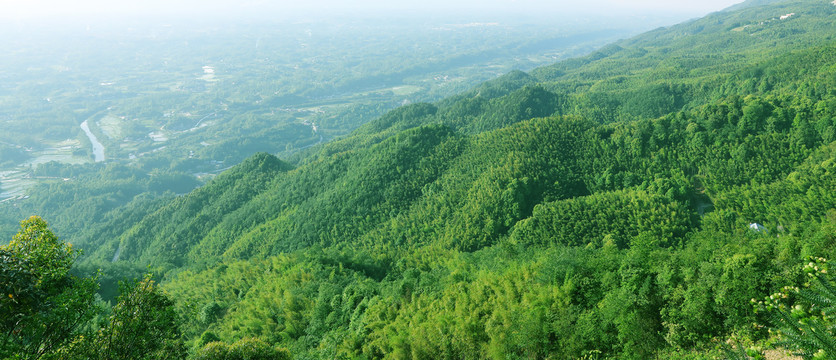 永川茶山竹海