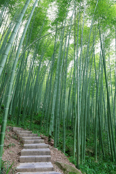 竹林风景