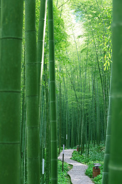 竹林步道