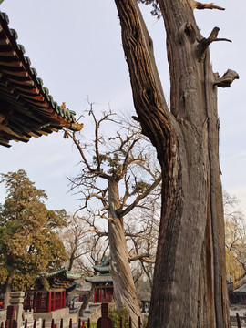 山西晋祠二千多年的古树