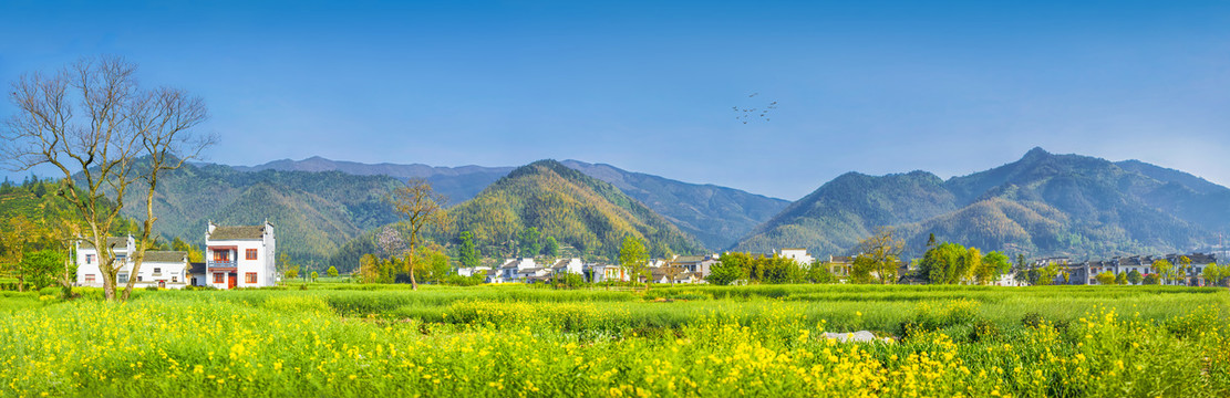 卢村油菜花全景图