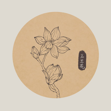 玉蘭花線稿植物