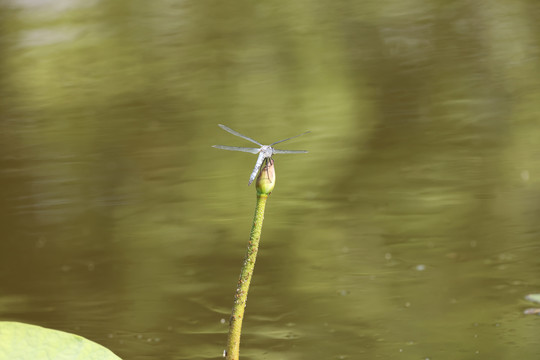 蜻蜓