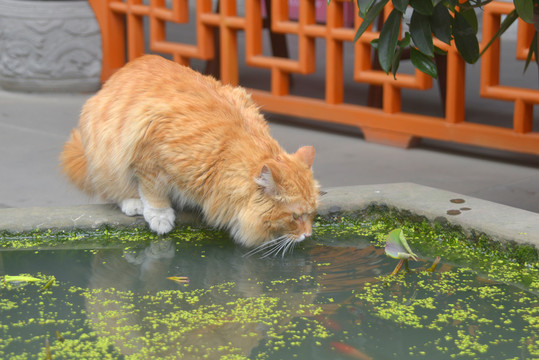 成都大慈寺橘猫荷花缸喝水