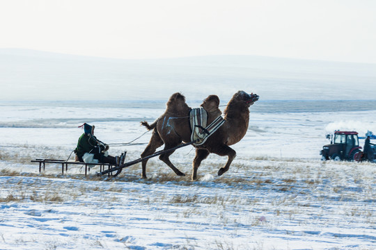 冬季草原骆驼雪橇