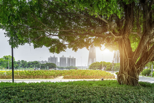 绿树背景