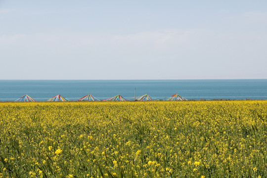 青海高原菜花