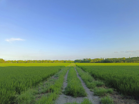 稻田土路