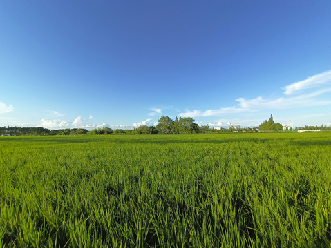 蓝蓝天绿油油稻田