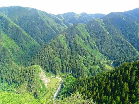 绿植景观山