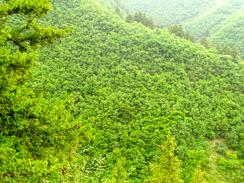 绿植山坡