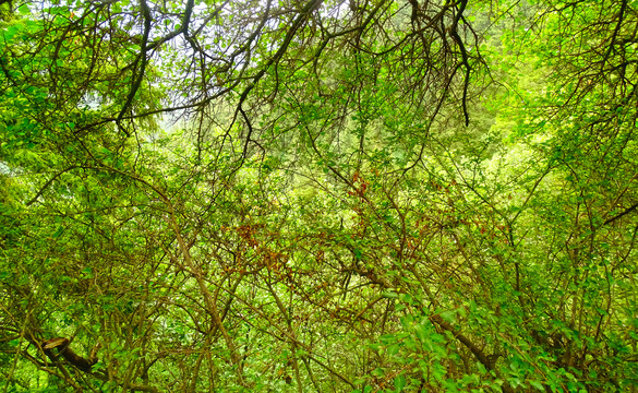 绿植树枝