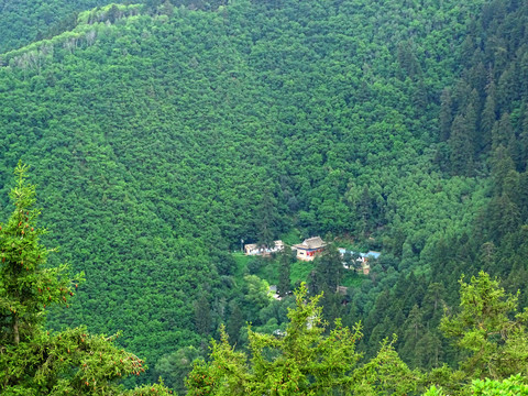 绿植山坡