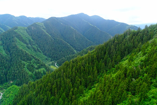 绿植山坡