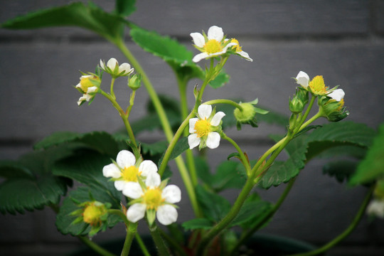 草莓开花