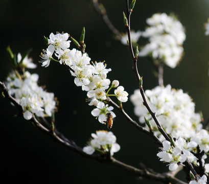 李花枝