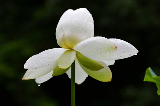 雨后荷花