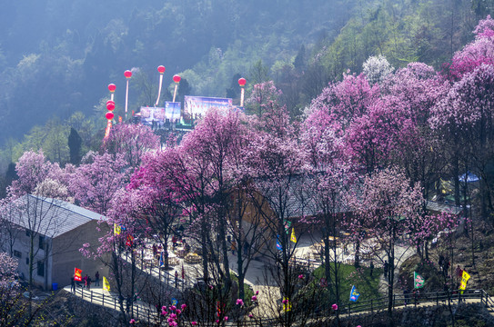 花乡