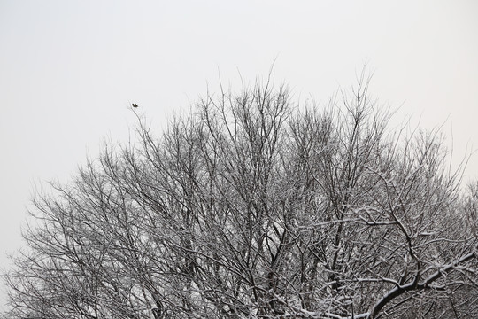 下雪天的树