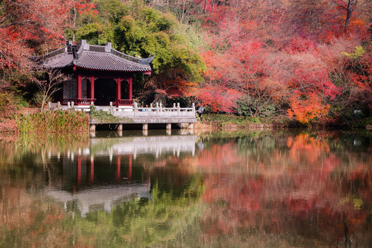 南京栖霞山秋色秋景红叶红枫