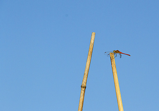 竹尖上的红蜻蜓