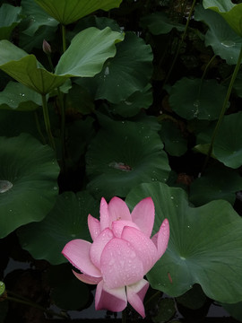 雨后的荷塘