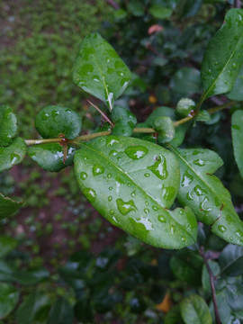 叶子上的雨滴