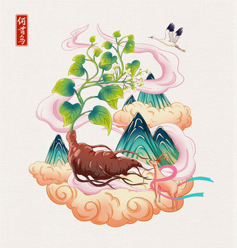 草药何首乌插画手绘