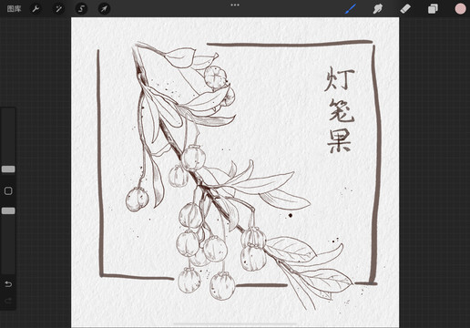 植物寫生燈籠果鋼筆畫速寫