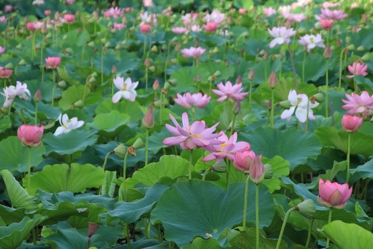 夏日荷花素材背景