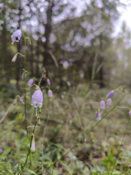 野生风铃花