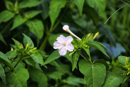 小白花