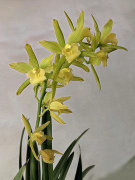 蘭花蕙蘭