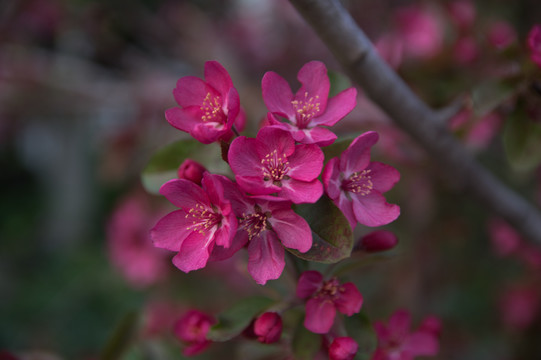 春花