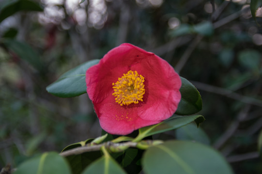 茶花