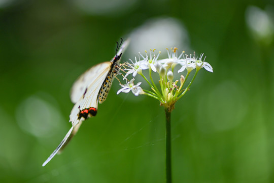 蝶恋花