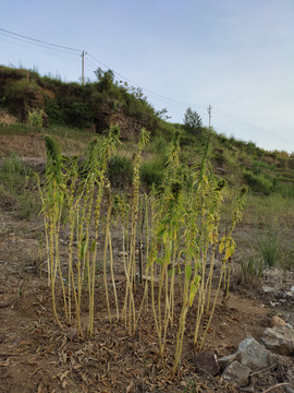 芝麻种植