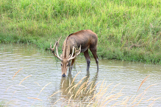 池塘边喝水的麋鹿