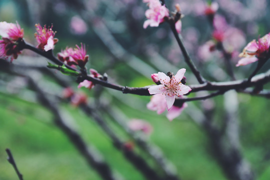 梅花